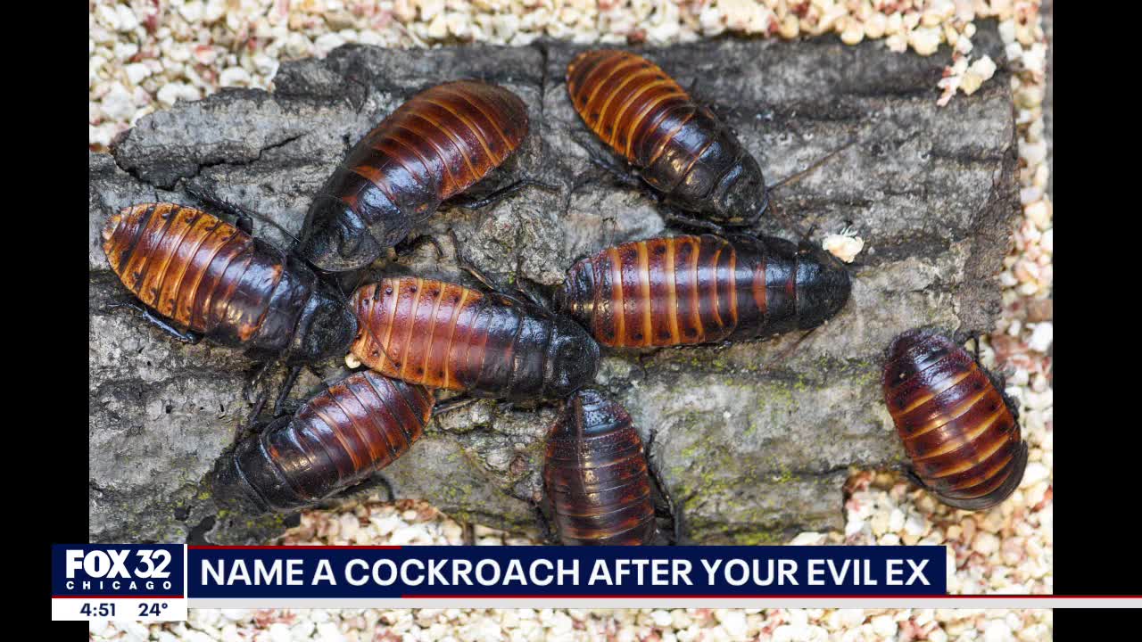 Valentine's Day at Brookfield Zoo: Name a cockroach after your ex