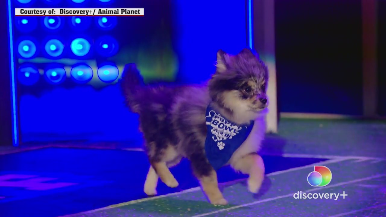 Puppy Bowl returns in 2022 with its best paws forward
