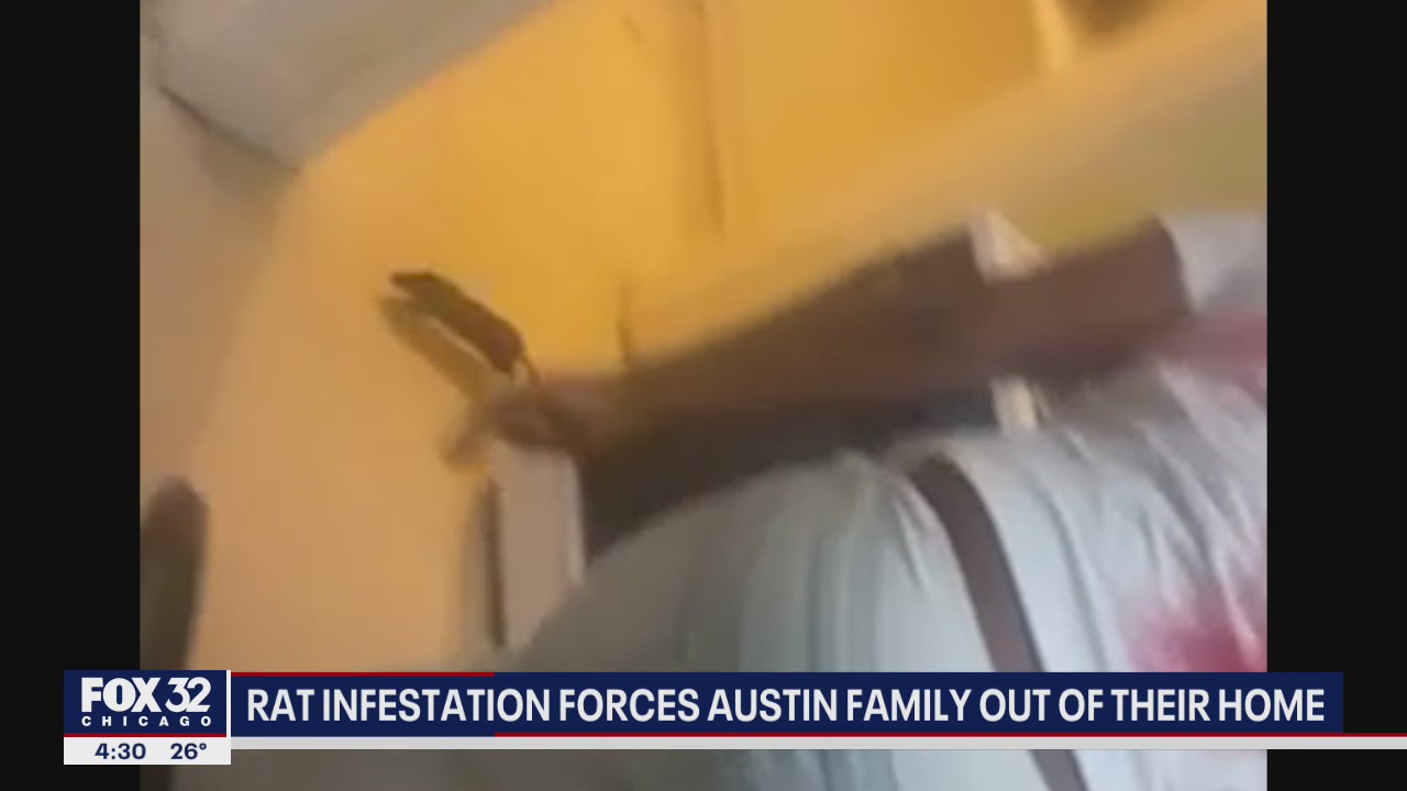 Chicago family forced out of West Side home due to rat infestation