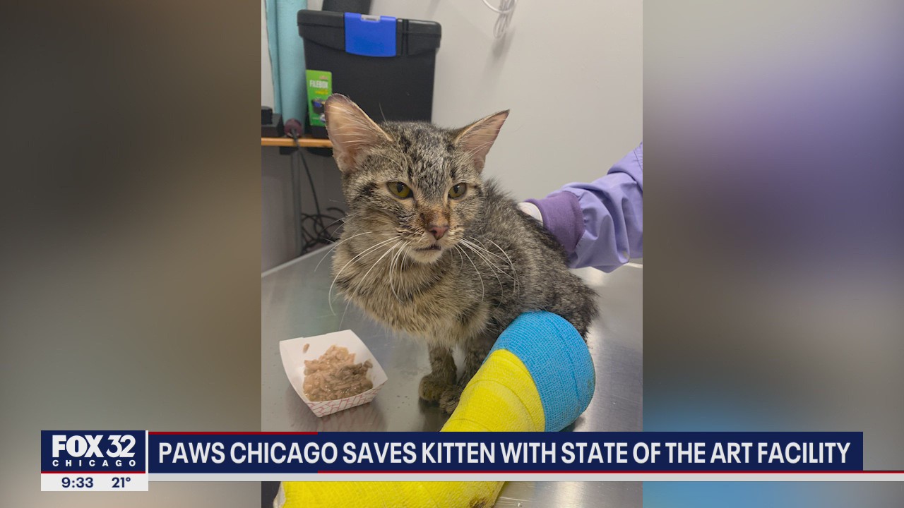 PAWS Chicago saves kitten with state of the art facility