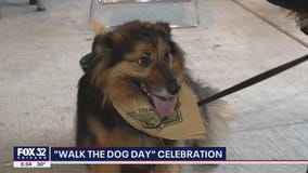 The Wieners Circle hosts ?Walk the Dog Day? celebration in Chicago