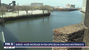 Shedd Aquarium: Huge increase in fish species in Chicago waterways