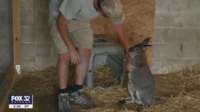 Local man works to bring a zoo to Woodstock