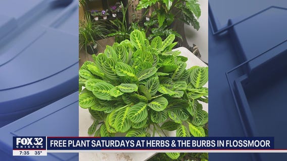 Suburban business kicks off 'Free Plant Saturday'