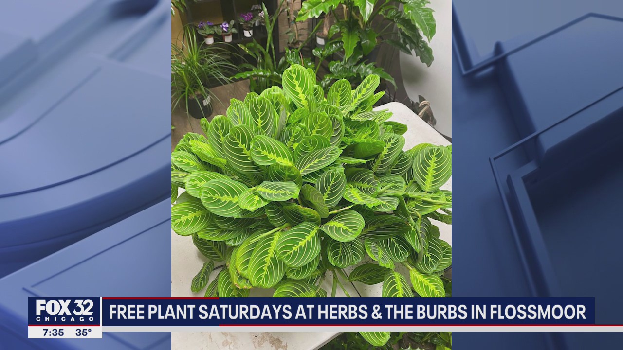 Suburban business kicks off 'Free Plant Saturday'