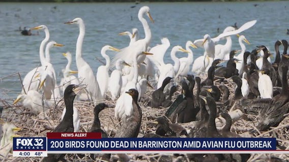 200 birds found dead in Barrington amid flu outbreak