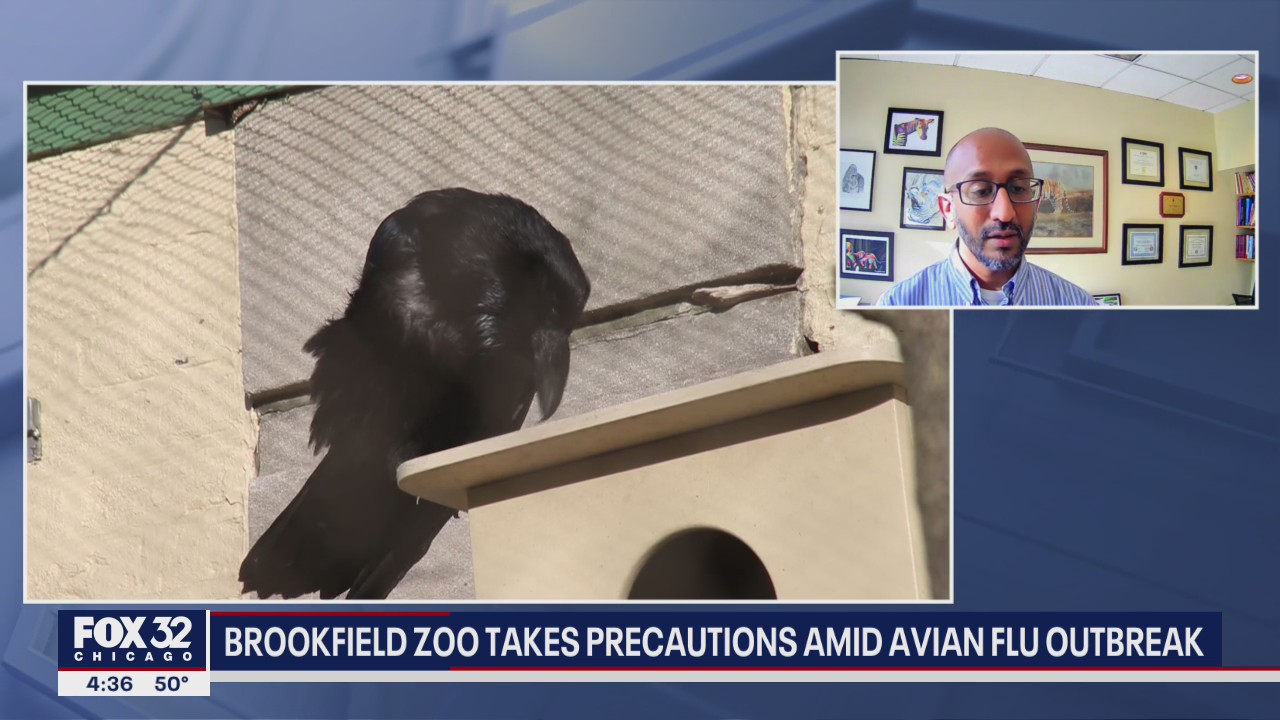 Brookfield Zoo takes precautions amid avian flu outbreak