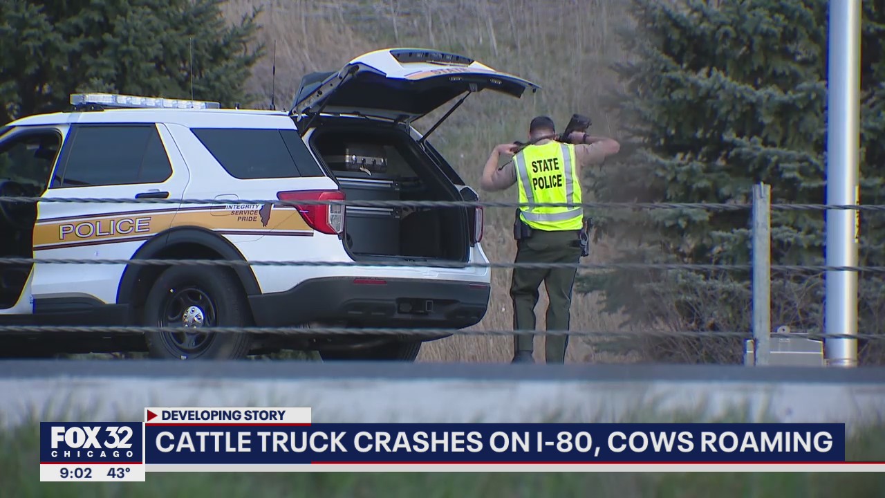 Cows roam free after cattle truck crashes on I-80, driver critically injured