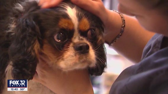 What to do if your dog eats your weed