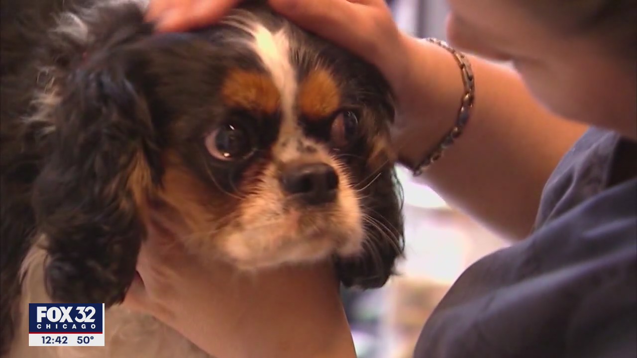 What to do if your dog eats your weed