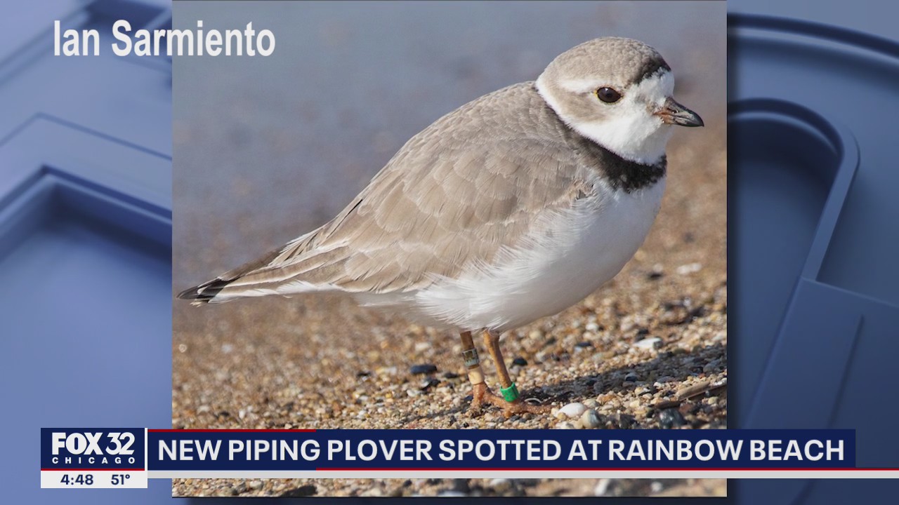 New Piping Plover spotted at Rainbow Beach