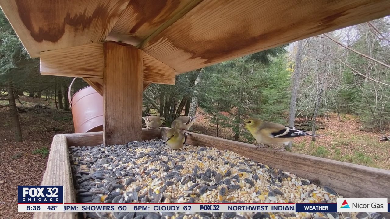 Warning issued for bird lovers as avian flu spreads across Illinois