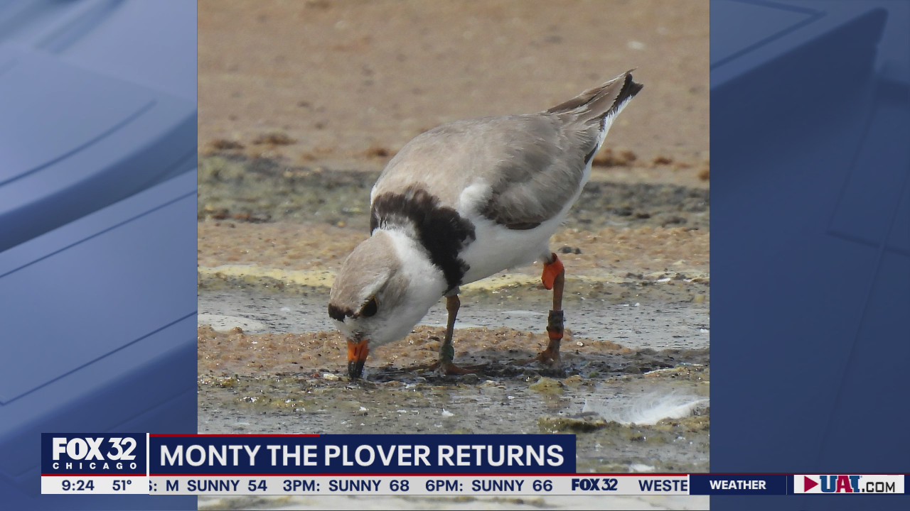 Piping plover spotted at Chicago's Rainbow Beach