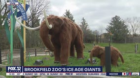 Prehistoric beasts on full display at Brookfield Zoo as part of 'Ice Age Giants' display