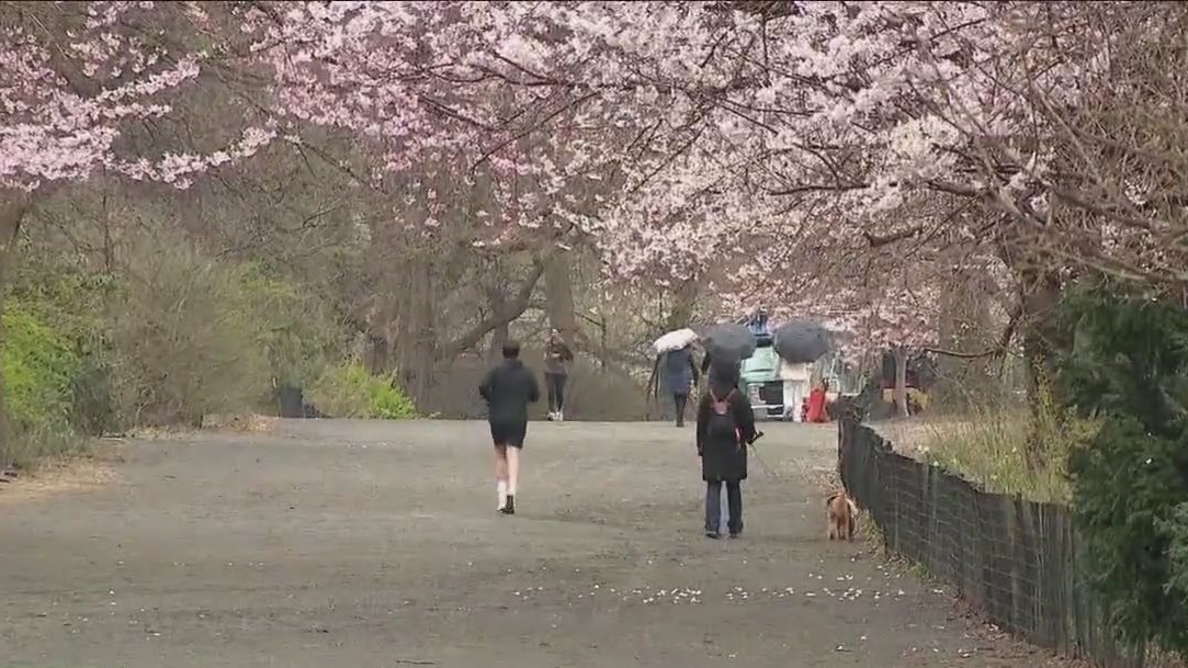 NYPD investigates Central Park unprovoked attacks