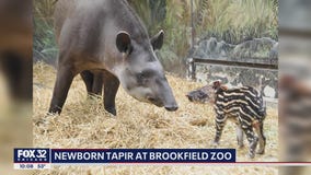 Adorable tapir born at Brookfield Zoo