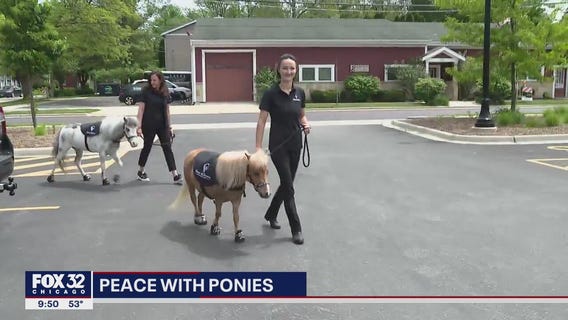 Ponies help melt away stress in Chicago suburbs