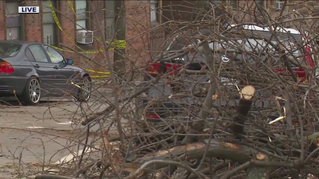 Trees down in Marble Hill