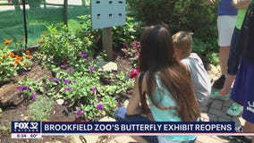 Brookfield Zoo's Butterfly Exhibit reopens this weekend