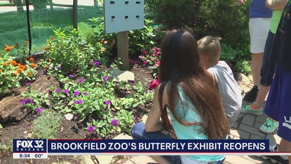 Brookfield Zoo's Butterfly Exhibit reopens this weekend