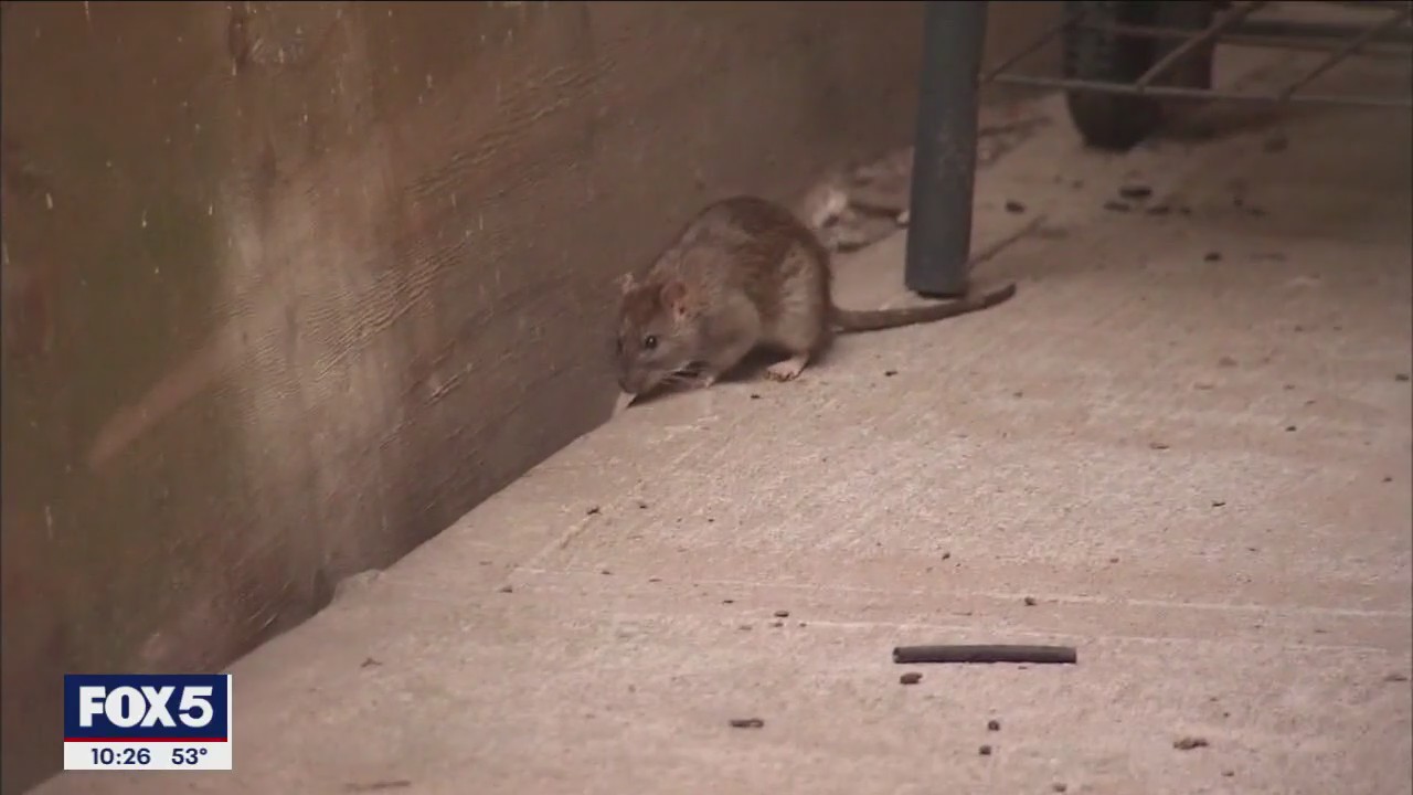 Birth control for rats