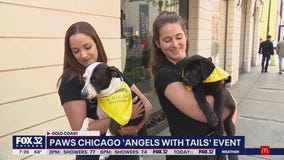 PAWS Chicago holds first major adoption event since onset of pandemic