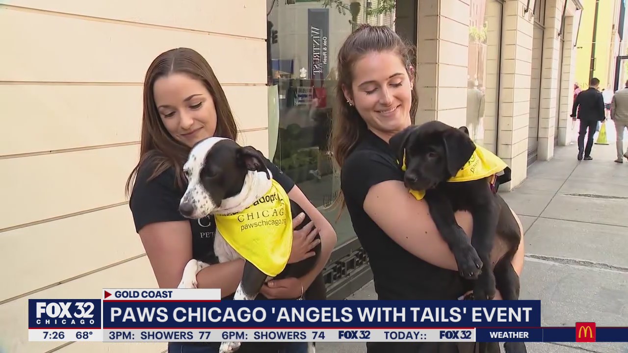 PAWS Chicago holds first major adoption event since onset of pandemic