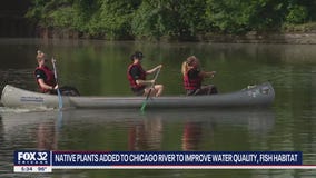 Native plants added to Chicago River to improve water quality, fish habitat
