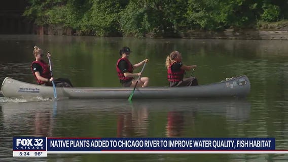 Native plants added to Chicago River to improve water quality, fish habitat