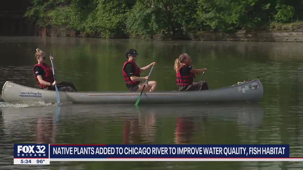 Native plants added to Chicago River to improve water quality, fish habitat
