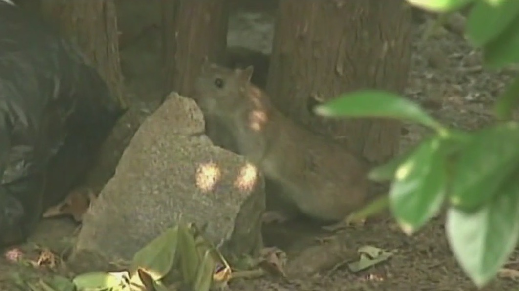 NYC opens new chapter in its war on rats