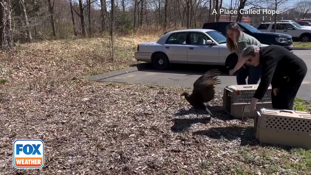 Pair of now-sober black vultures go free in Connecticut