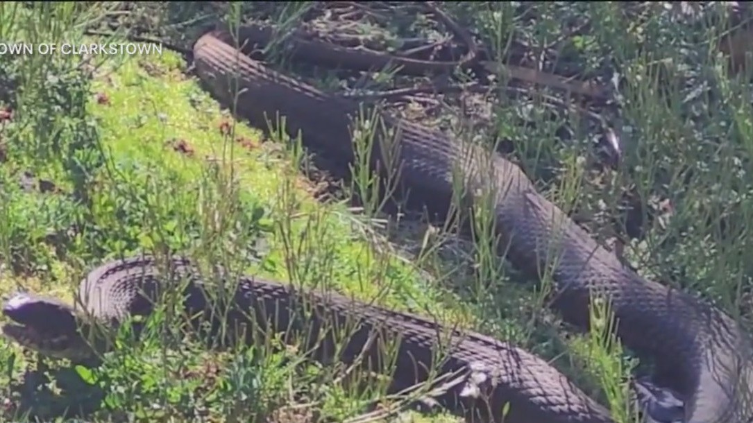 Large snake found in Rockland County