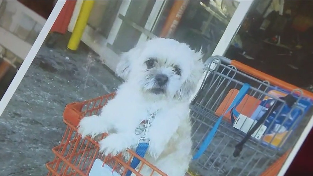 74-year-old woman's Shih Tzu stolen in Brooklyn