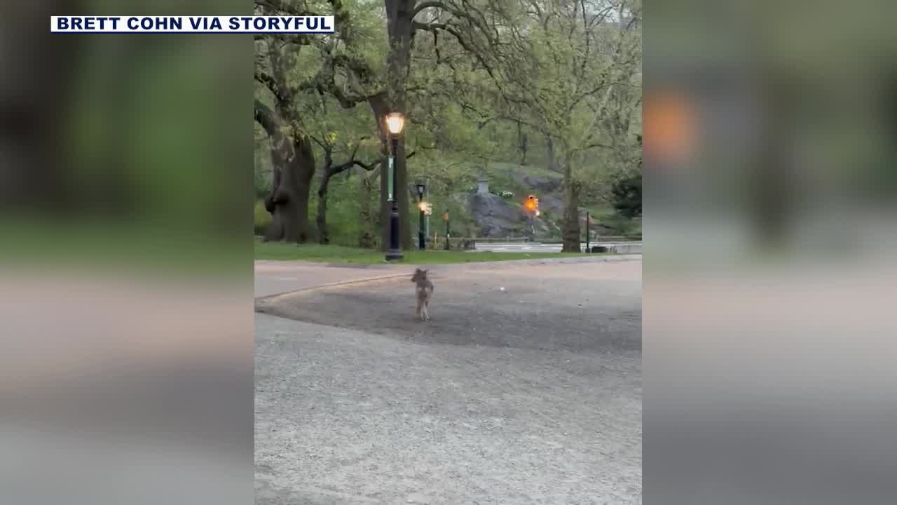 Central Park coyote