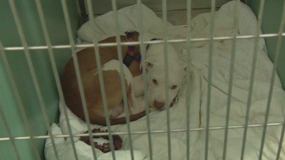 Rising costs causing NYC animal shelters to fill