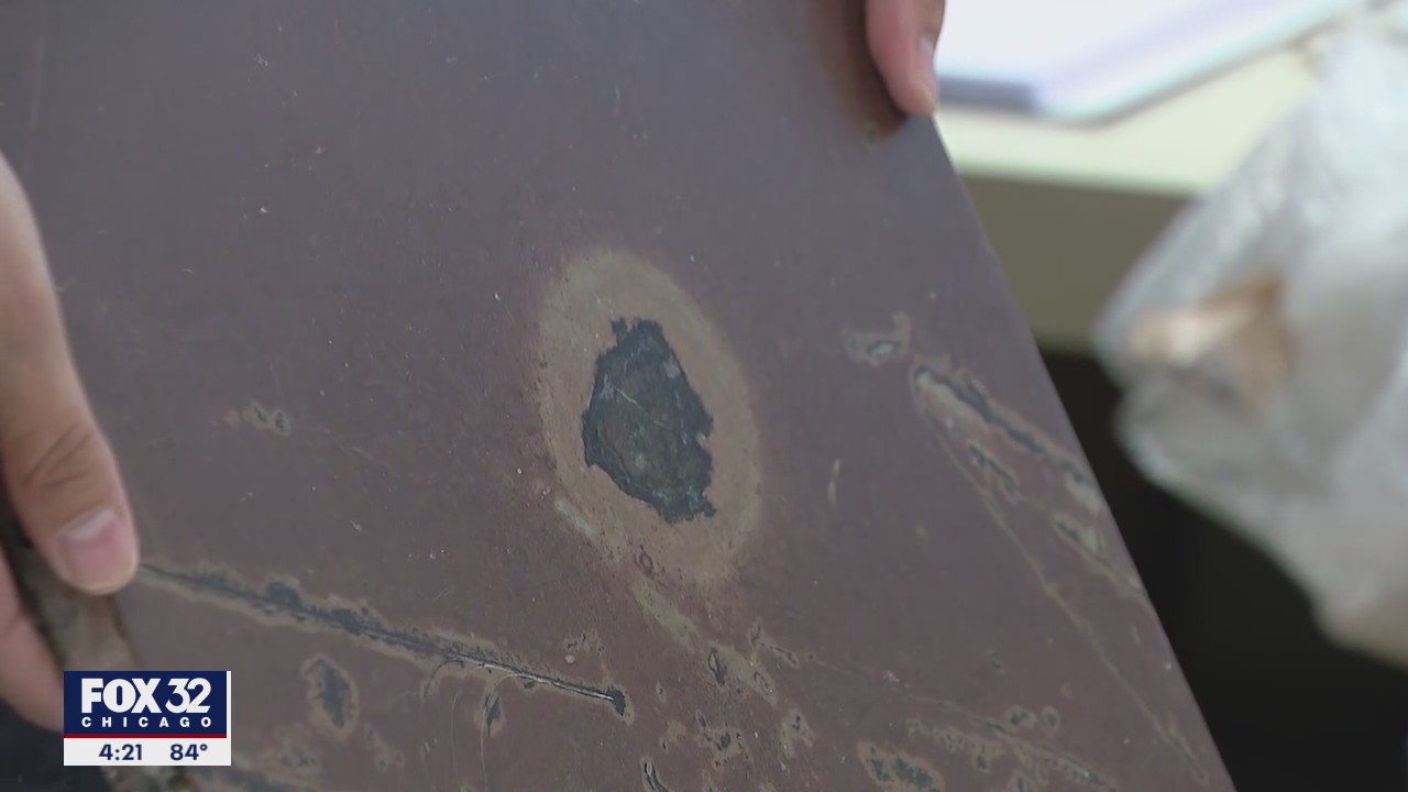 Fossils that are millions of years old arrive at Field Museum in Chicago