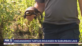 Endangered turtles released in Cook County lake