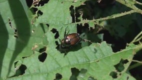 Japanese beetles return to Chicago