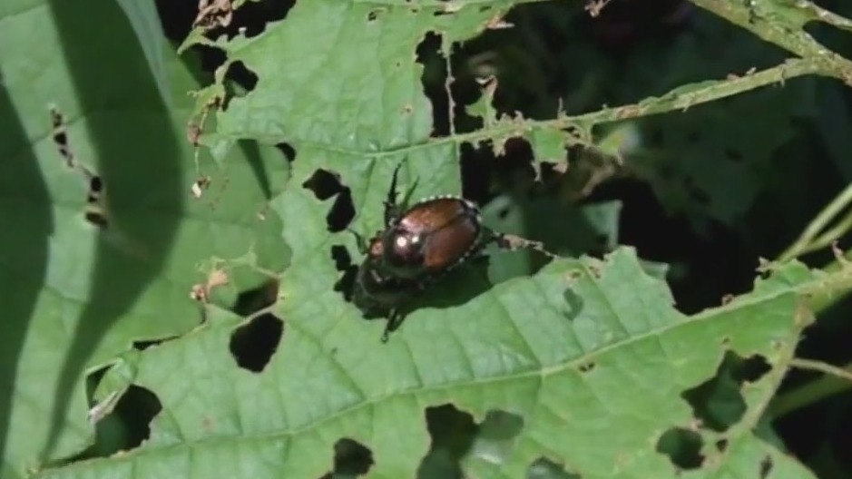 Japanese beetles return to Chicago
