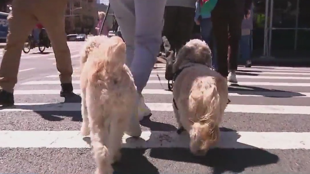 Proposal to install dog waste bag dispensers