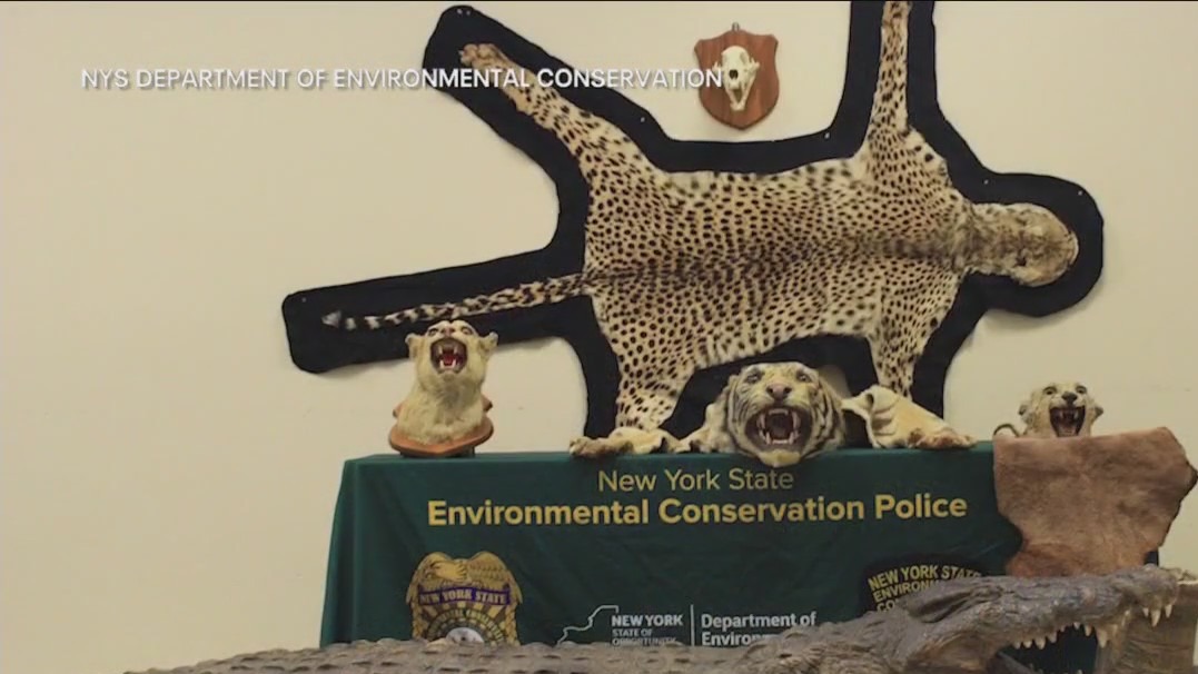 Brooklyn man convicted of selling exotic animal parts