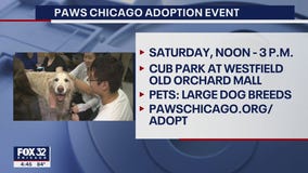 PAWS Chicago holding dog adoption event at suburban mall this weekend