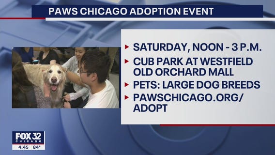 PAWS Chicago holding dog adoption event at suburban mall this weekend