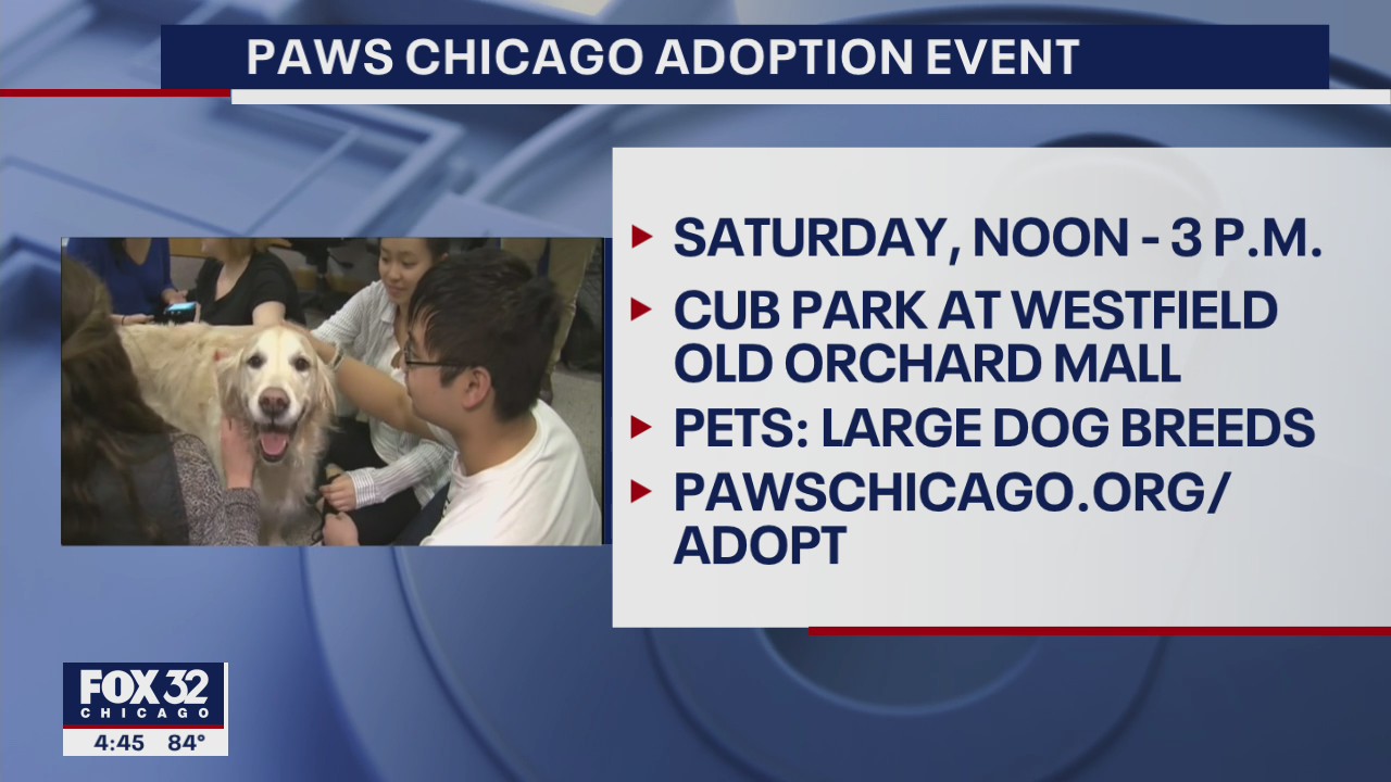 PAWS Chicago holding dog adoption event at suburban mall this weekend