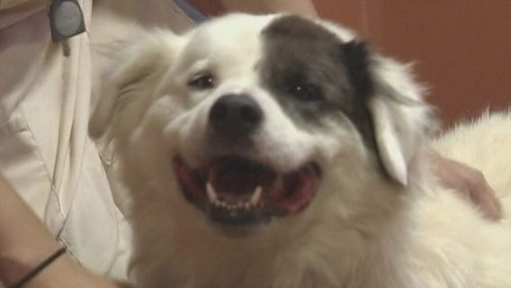 Anti-Cruelty Society waiving adoptions fees for several Chicago shelters