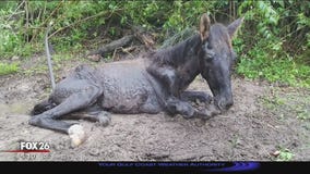 Deputies investigating possible animal cruelty case involving several horses