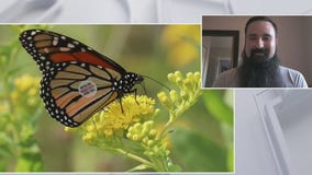 Monarch butterfly migration route passes through Chicago