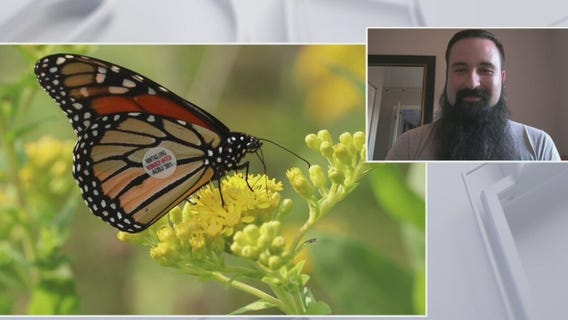 Monarch butterfly migration route passes through Chicago