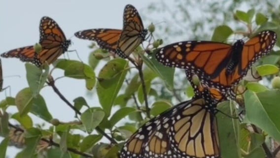 'Parks for Pollinators': New initiative by Chicago Park District to get people outside and exploring